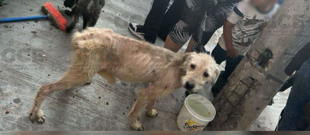 Imagen de WhatsApp 2025-06-08 a las 09.25.53_caf3953b